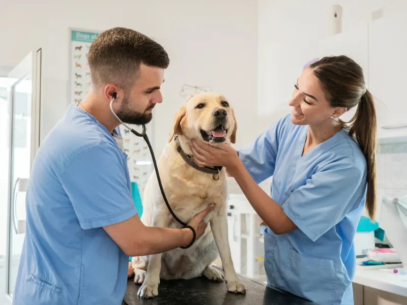 Equipe veterinária avaliando um cão de grande porte